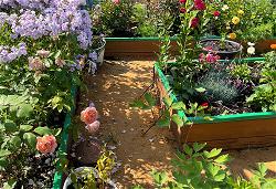 leisure-world-garden-plot-flowers