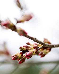 cherry-blossom